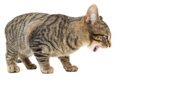  Miért hány a macskám? Szőrgombóc, fertőzés vagy valami más? 