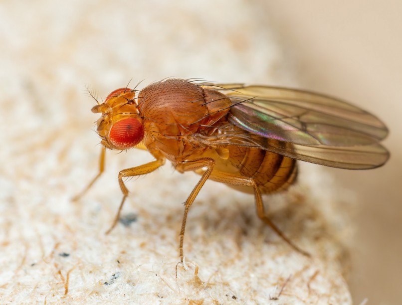 muslica ellen otthoni praktika tipp