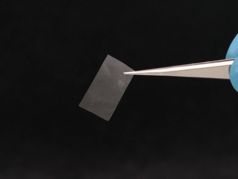 Élő fóliát fejlesztettek ki gombákból a kutatók Svájcban