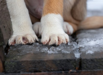 Jót teszünk-e a kinti kutyával, ha beengedjük a téli fagyban? A válasz meglepően egyértelmű című cikk nyitóképe