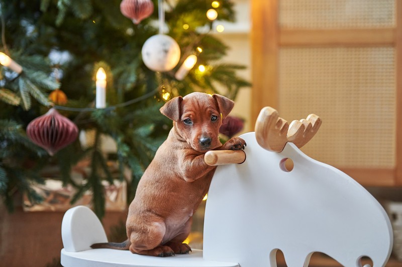 Kisállat karácsonyra? A felelőtlen ajándékozásnak komoly következményei lehetnek