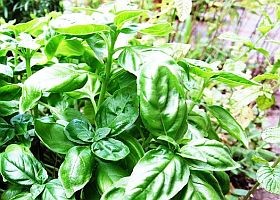 Gyógynövények – a bazsalikom