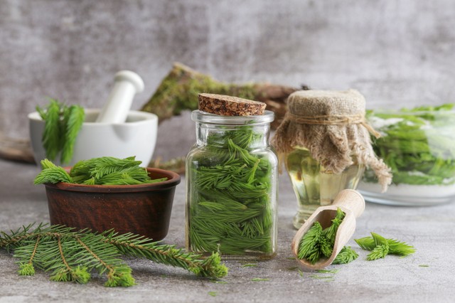 Mire jó a fenyőszirup, és hogyan kell elkészíteni?