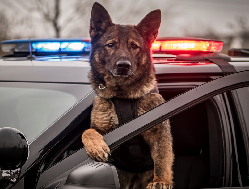 életmentés, rendőrkutya, eltűnt gyerek, megtalál