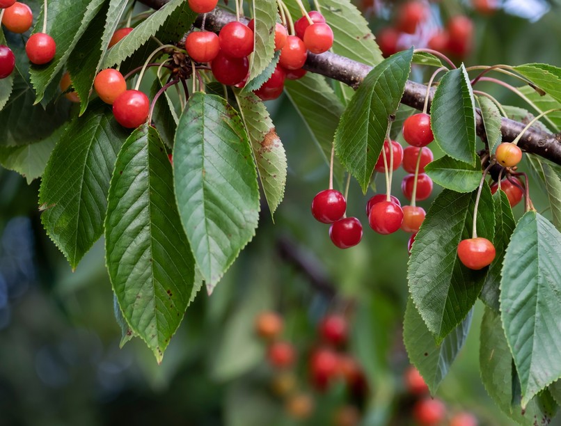 éretlen gyümölcs evés hasfájás