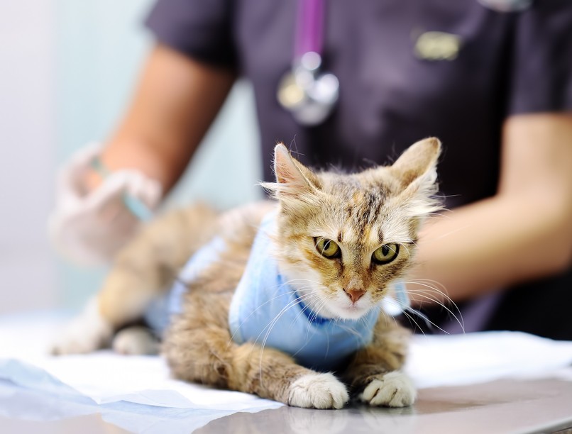 rühesség macskától