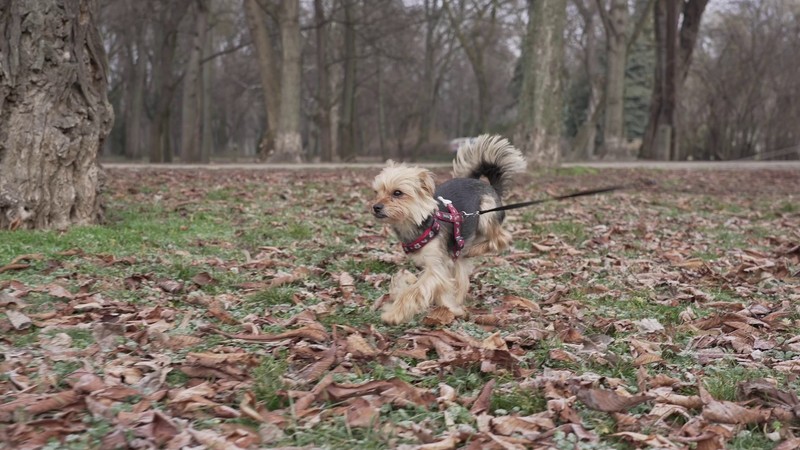 Magyar innováció segítségével élhet teljes életet Virág