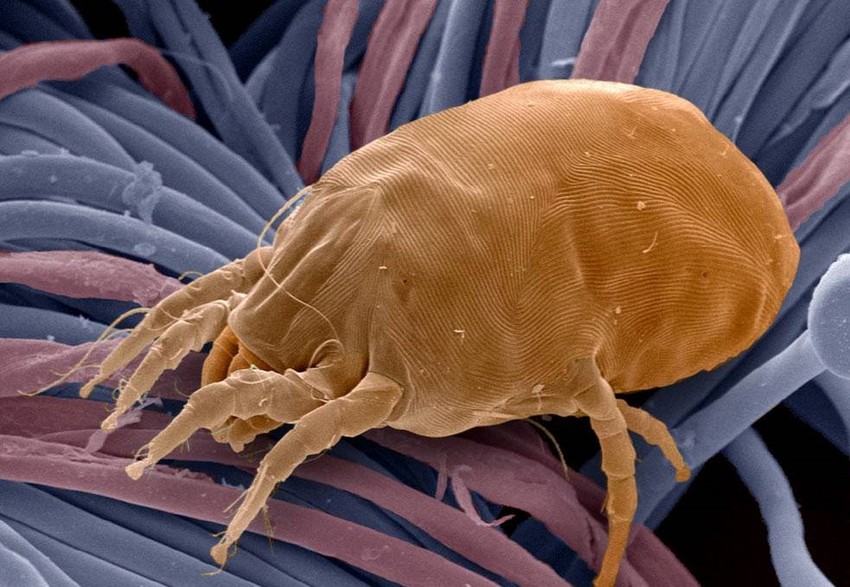 Télen is gyakori a beltéri allergia