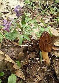 Tavaszi gombaszedés: egy kulináris sport