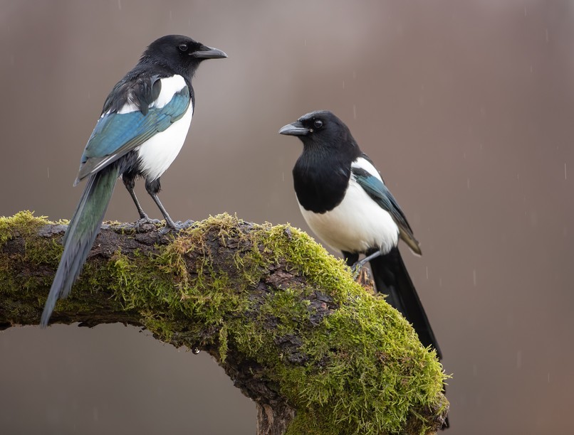 szarka babona intelligencia tanulás
