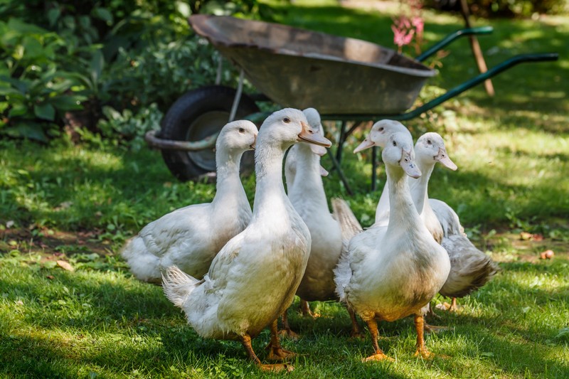 Madárinfluenza: újabb magyar megyében jelent meg a H5N1