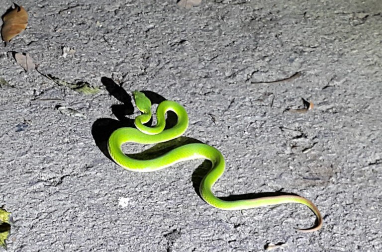 Megfigyelték, hogy a földrengés előtt a kígyók tömegesen menekültek föld alatti búvóhelyeikről