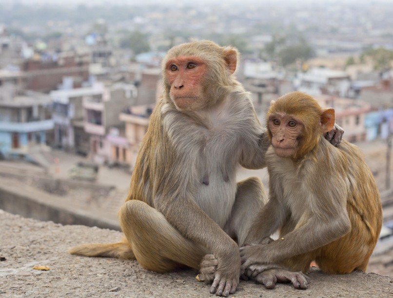 majomláz, majomkór, kullancs, vírus fertőzés, dél-india