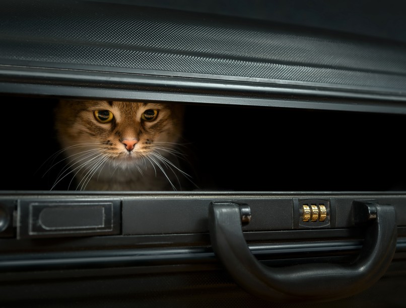 mit jelent a Schrödinger macskája kifejezés