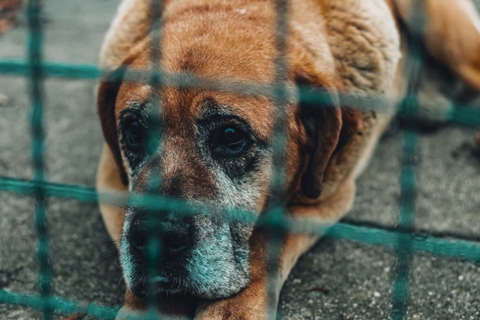6 makacs tévhit az idősebb kutyák örökbefogadásáról – pedig gyakran ők a leghálásabb társak című cikk nyitóképe