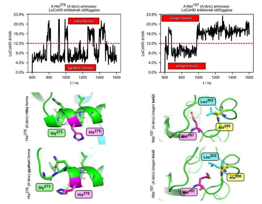 Az ábra a podocinban található His276 és Met19 erősen kétállapotú aminosavak LoCoHD görbéjét (felső grafikonok) és szerkezetét (alsó panelek) mutatja molekuladinamikai szimulációban. A szimuláció során a His276 aminosav egy hélix rövidülésében játszik szerepet, míg a Met197 aminosav egy hidrofób üreg kitöltéséért felelős.