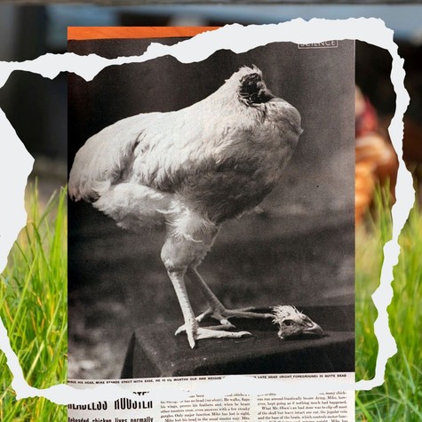 Még másfél évig élt a levágott fejű kakas: videón Mike, a világ egyik leghíresebb állata című cikk nyitóképe