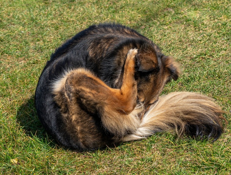 miért nyalja a kutya a fenekét