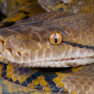 Óriáskígyók vére hozhatja el a fogyókúra forradalmát: Itt az új, mellékhatásmentes csodaszer című cikk nyitóképe