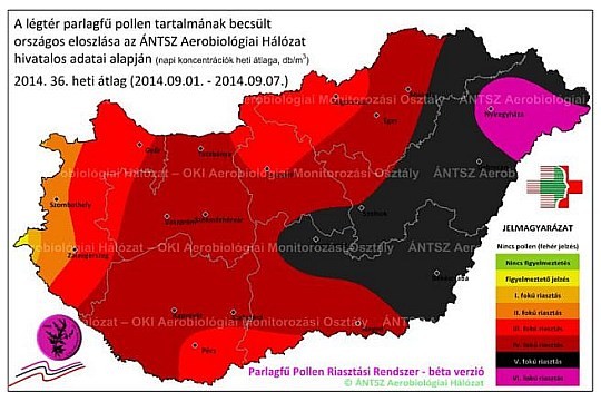 A vártnál hosszabb lesz a parlagfű pollenszórás tetőzése