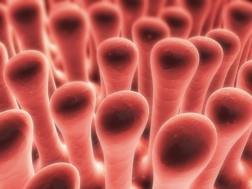 Így hatnak ránk a bennünk élő mikroorganizmusok.