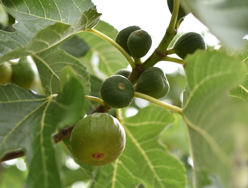 gyümölcs, füget antioxidáns gyulladáscsökkentő, diéta, menstruáció fájdalom ellen