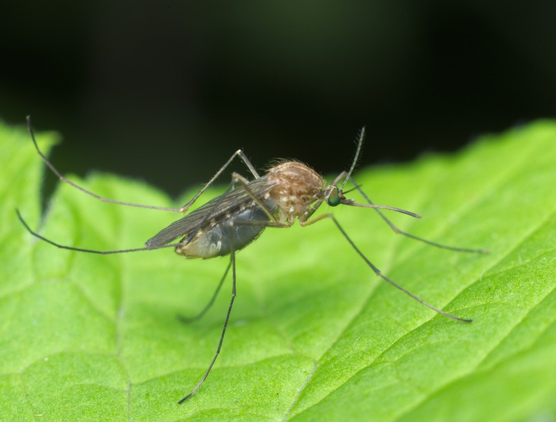 culex, dalos szúnyog, agyhártya-gyulladás, nyugat-nílusi láz