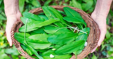 Ez a 3 másodperces ellenőrzés életet menthet medvehagyma-szedéskor