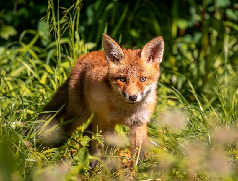 róka, vakcina, ebzárlat veszettség