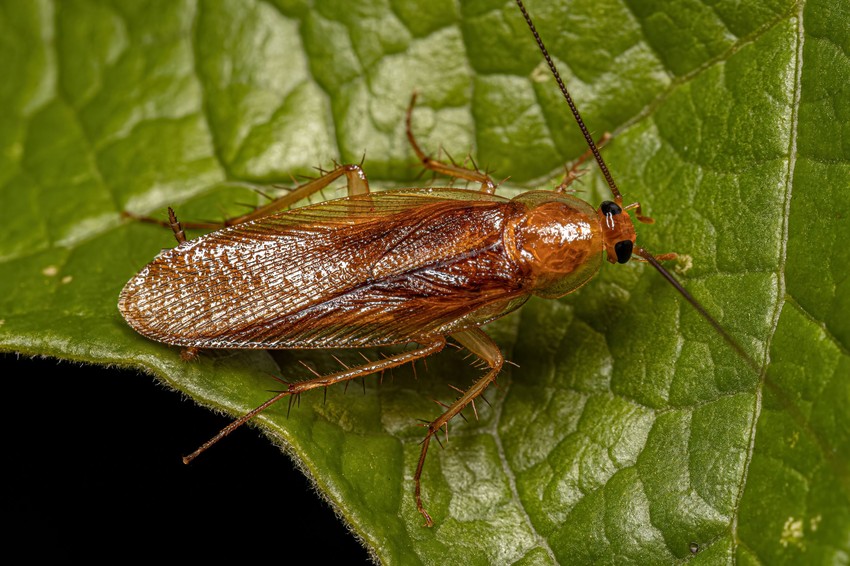 Erdeicsótány (Ectobius vittiventris)