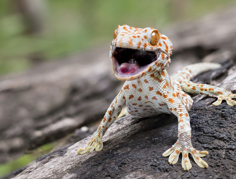 orvos válaszol gekko harapás teendő