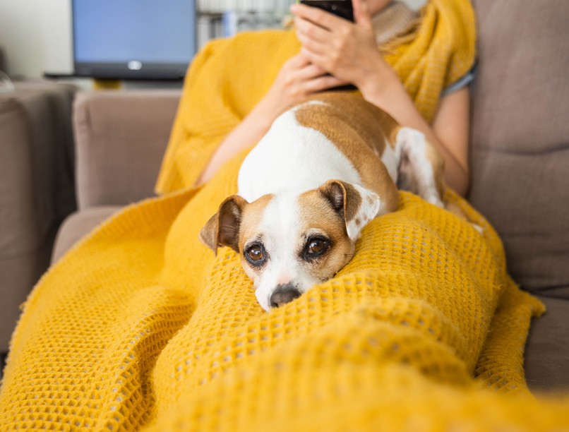 kutya, macska, koronavírus, covid