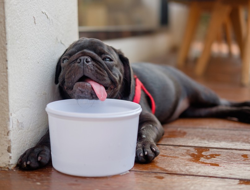stroke, kisállat, kutya, tünetei, kezelése, diagnózis, körözés, roham, látászavar, remegés, ajulás, hányás