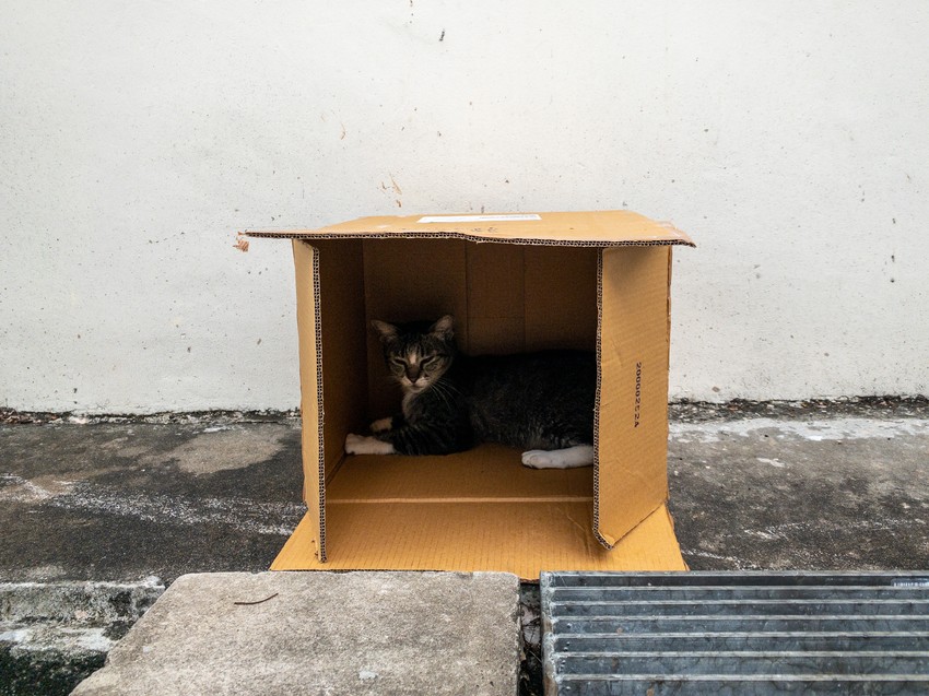 A kvantumfizika szerint az elbomlás eseménye szuperpozícióban van, amíg meg nem figyeljük. Ez azt jelenti, hogy a doboz kinyitásáig a macska egyszerre él is, meg nem is – egyfajta kvantumállapotban lebeg a két lehetőség között létezik. Vagy nem.