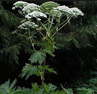 Valós veszély lehet: a súlyosan mérgező medvetalp növény