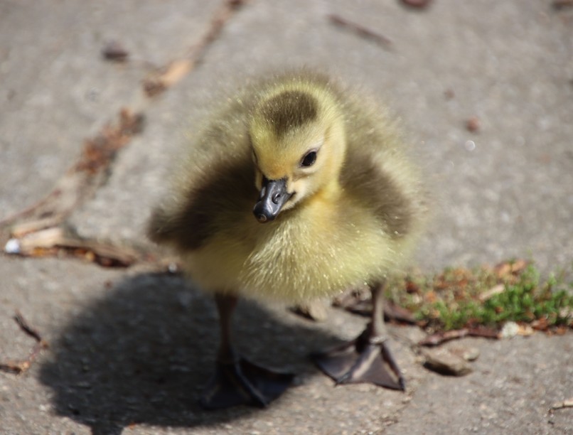 hírek liba egyeki mentőállomás mentő