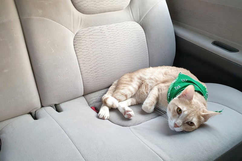 Macskát mentettek egy budapesti pláza parkolójában a rendőrök