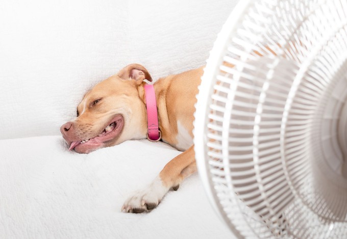 Így hűtheti le kutyáját a nyári hőségben – tegye elviselhetőbbé neki a kánikulát című cikk nyitóképe