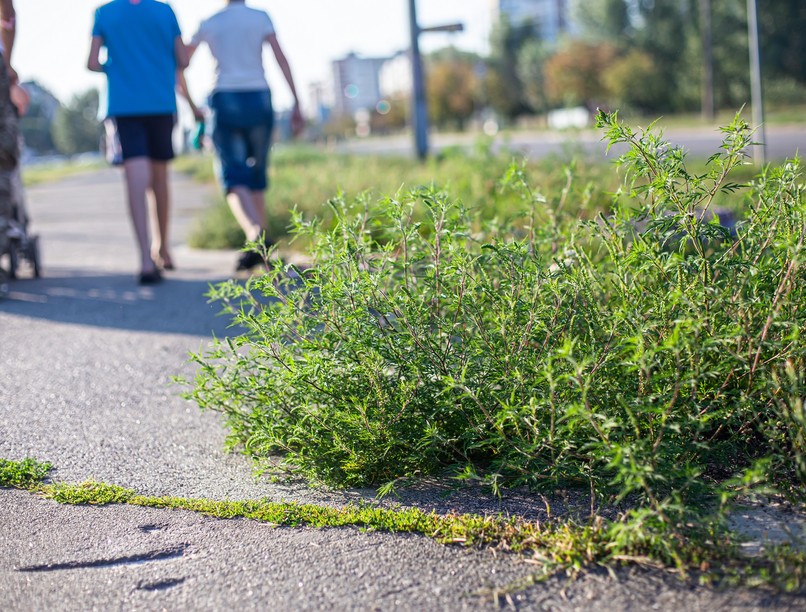 Parlagfű-allergia mikor kezdődik