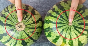 Így választanak görögdinnyét a profik! Ezt a foltot keresse, és egészséges, mézédes dinnyét vihet haza
