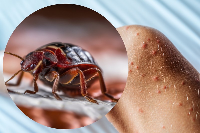 Az írországi sajtóban is téma lett az ágyi poloskás magyar pszichiátria