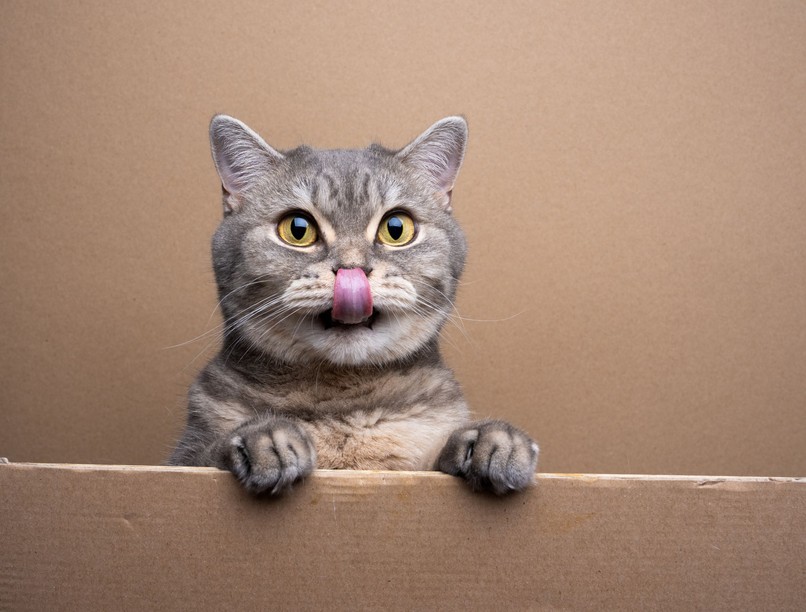 miért nyáladzik a macskám