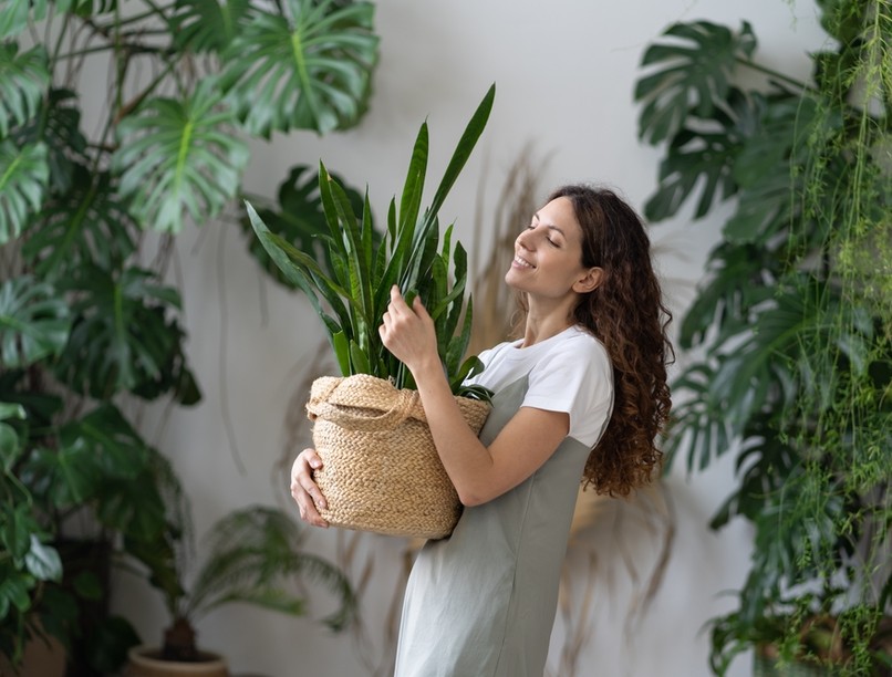 alvás, alvászavar, gyógynövény, szobanövény