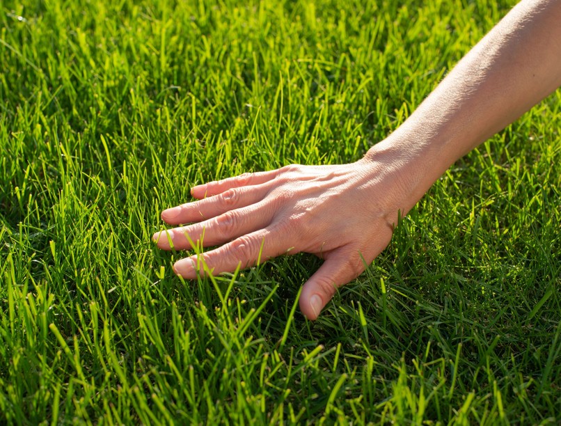 hány érzékszerv van kutatás