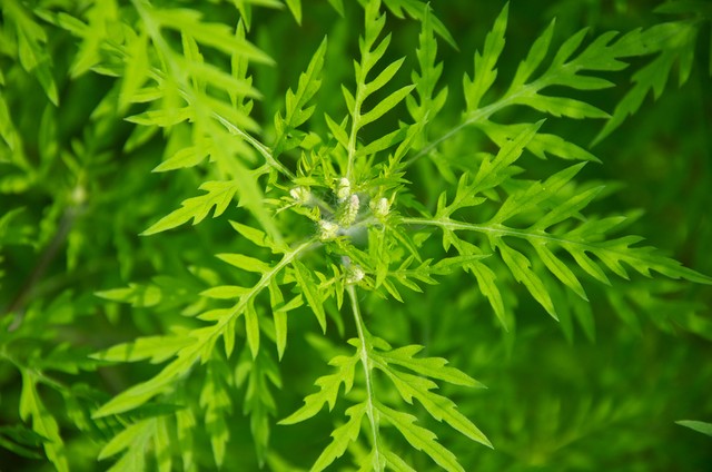 Parlagfű allergia: kiderült, hány napig tart még a parlagfűszezon