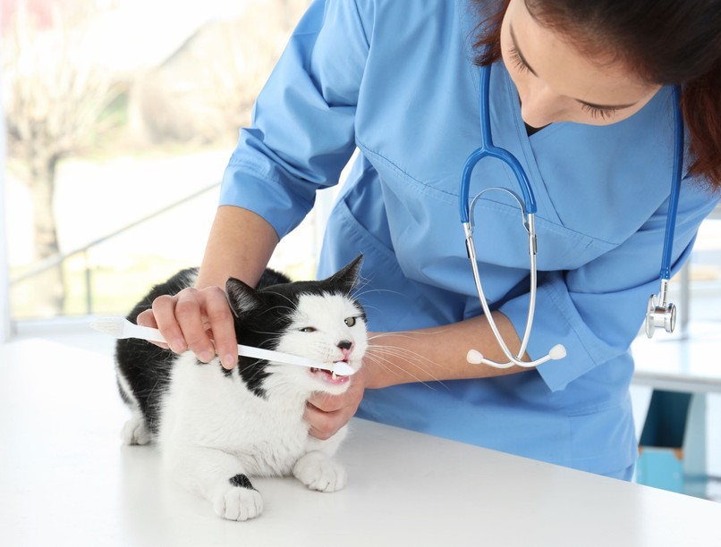 macska cica társállat kisállatok egészsége állatorvos