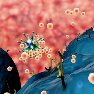 Mitől lehet magas a limfocita érték? Ilyen betegségek befolyásolhatják című cikk nyitóképe