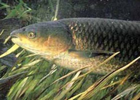 Fogyasszanak több halat a gyermekek is!