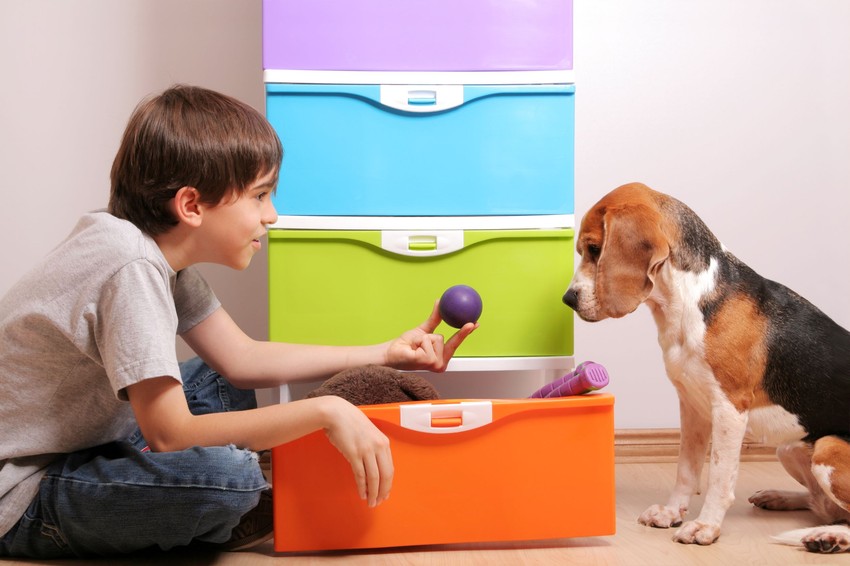 Legalábbis többet, mint amennyit gondolnánk: a kutyák az emberekhez hasonlóan értik a szavakat.