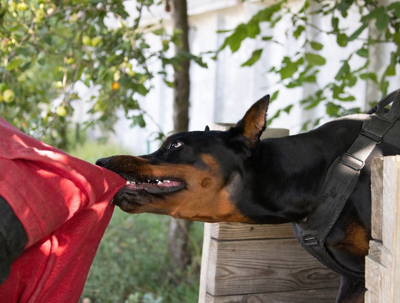 kutyaharapás harapott seb kezelése